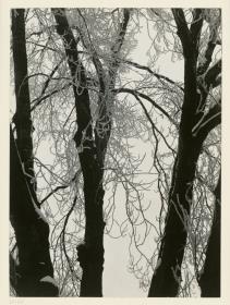 Silberpappel im Winter