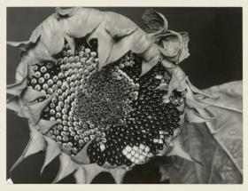 Sonnenblume