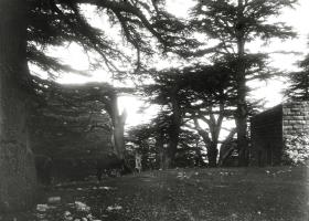 Zedern
