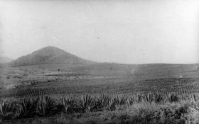 Sisalplantage
