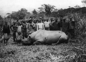 Erlegtes Nashorn
