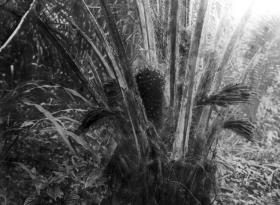 Fruchtstaude. Blüte der Ölpalme