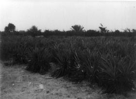 Ananas-Pflanzung