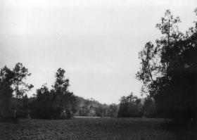 Vegetation