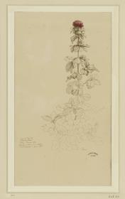 Blumenstudie bei L.d.Lappio (Lapio?)
