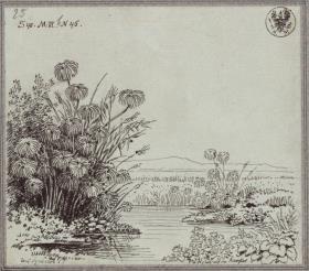 Papyrus am Anapo bei Syrakus