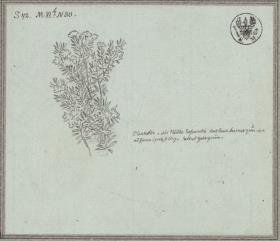 Oleanderzweig