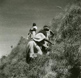 Arhuacofrauen schneiden Gras zum dachdecken