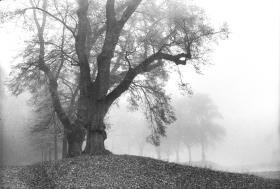 Ohne Titel