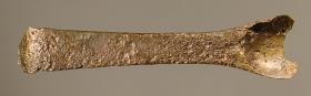 Strigilis