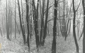 Ohne Titel