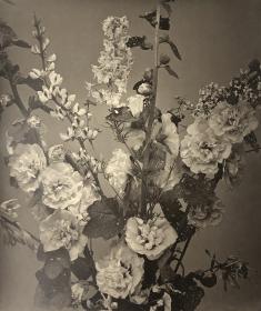 Blumenstudie