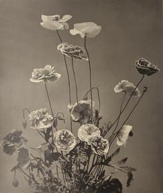 Klatschmohn mit Winden