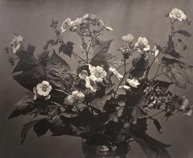 Blumenstudie
