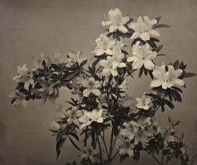 Blumenstudie