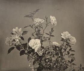 Rosen