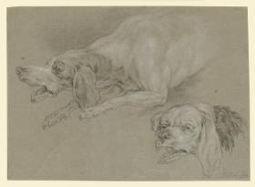 Studien von zwei Hunden mit gefletschten Zähnen