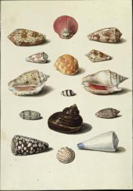 Fünfzehn Schnecken und Muscheln