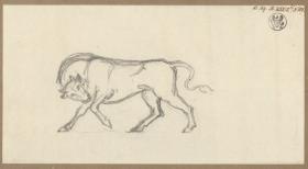 Ein Stier