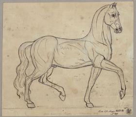 Pferd