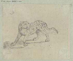 Ein Jaguar oder Leopard
