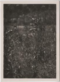 Kolibri am Nest (Film: "Urwelt im Urwald")