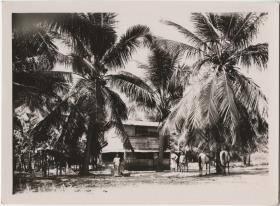 Fazenda (Film: "Urwelt im Urwald")