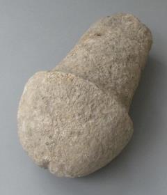 Penis