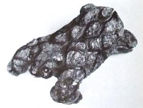 Schildkröte