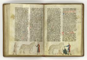 Giordano Rosso, Libro delle Mariscalcie dei cavalli. Aderlass an den Vorderbeinen