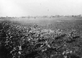 Kondoa: 7 Wochen alte Baumwolle