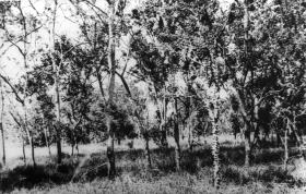 Buschige Baumsteppe mit Eisenholz.