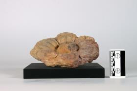 Lotusrosette