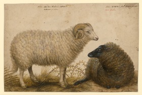 Zwei Schafe
