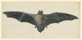 Fliegende Fledermaus mit ausgebreiteten Flügeln von vorn (Zweifarbfledermaus, Vespertilio murinus)