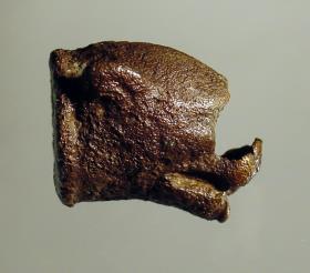 Tigerkopf