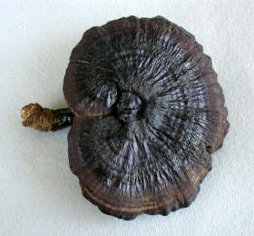 Ling zhi Pilz