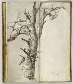 Kahler Baum