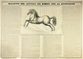 Malatti del Cavallo coi Rimeni per la Guarigione.