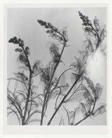 Röntgen-Weichstrahlung Schnittblumen