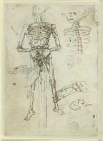 Anatomische Studie eines menschlichen Leichnams und verschiedene Details des Skeletts, Studie für den Holzschnitt "Allegorie der Vergänglichkeit" (1537)