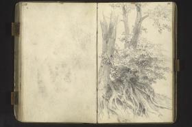 Baum- und Wurzelstudie
