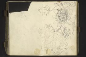Blüten und Blätter passiflora alata caerulea