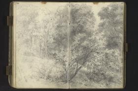 Waldstudie mit Lichtung