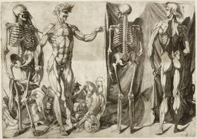 Anatomische Studien: Skelette und Ecorchés