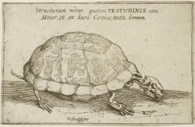 Skelett einer Schildkröte, aus: (Gli Scheletri)