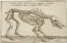Skelett eines Wildschweins, aus: (Gli Scheletri)