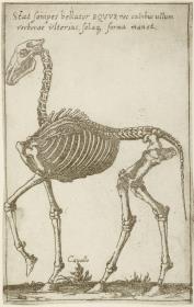 Skelett eines Pferdes, aus: (Gli Scheletri)