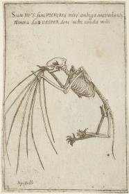 Skelett einer Fledermaus, aus: (Gli Scheletri)