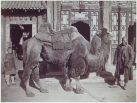 Zwei Mongolen mit Kamel